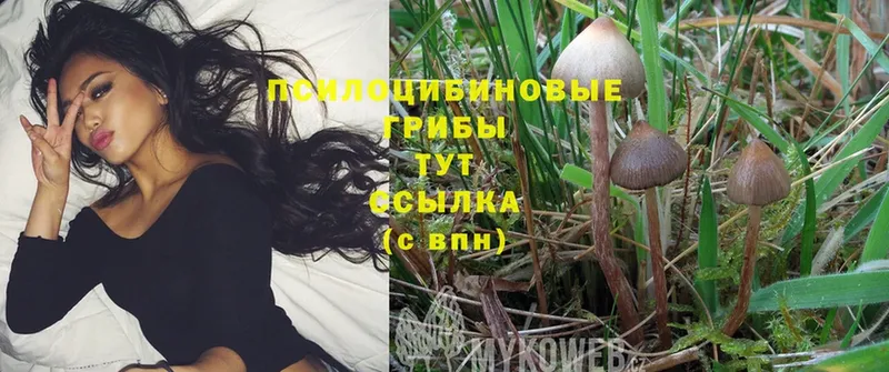 Галлюциногенные грибы Psilocybe  сколько стоит  Лукоянов 